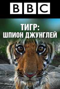 смотреть BBC: Тигр - Шпион джунглей (2008) онлайн бесплатно в хорошем качестве без регистрации